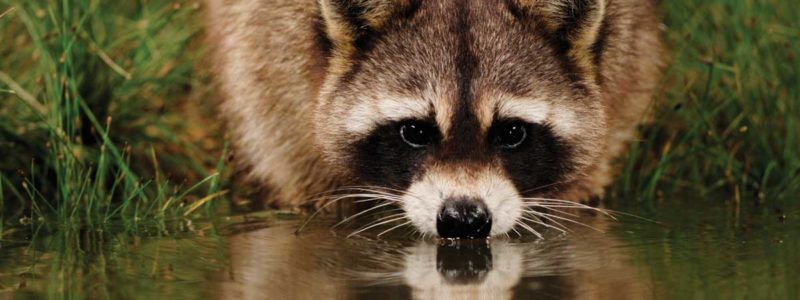 A raccoon drinks from still pond reflecting its image