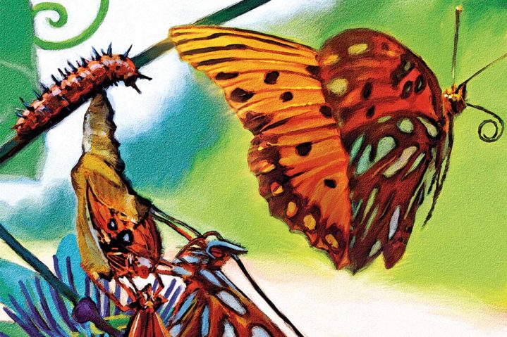 The Butterﬂy Midwife