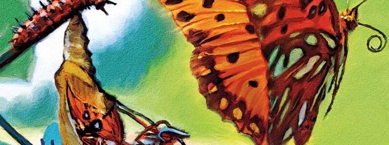 Painterly illustration of caterpillar, hatching butterfly and flying butterfly
