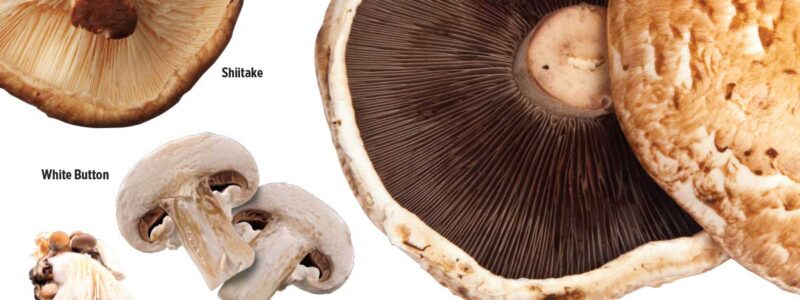 photos of 4 mushrooms