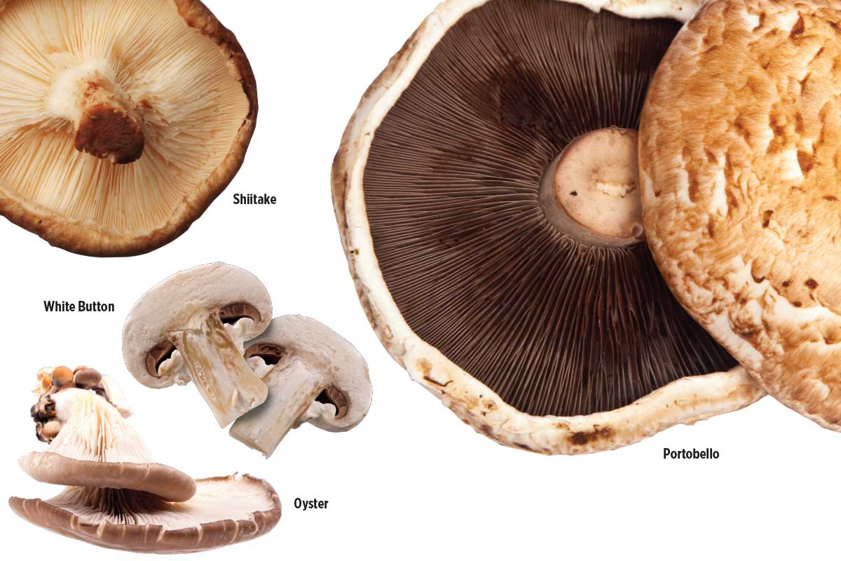 photos of 4 mushrooms