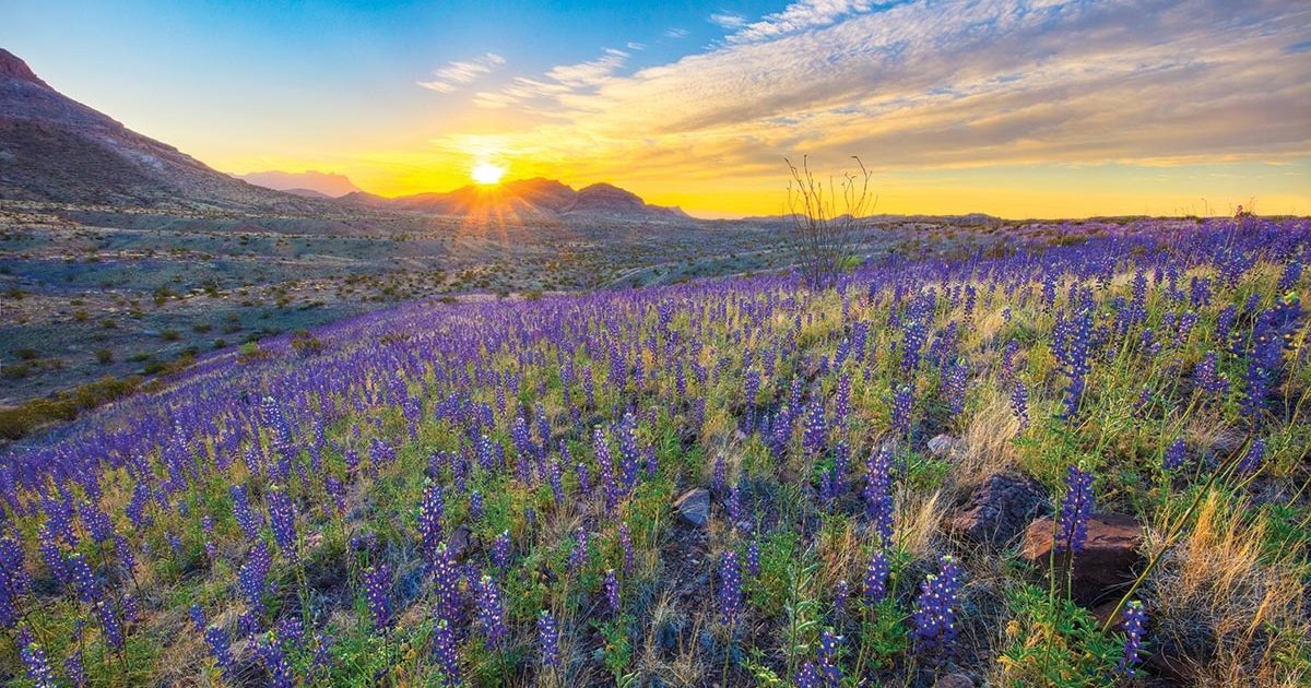 Flower Power | Texas Co-op Power
