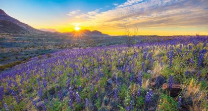 detail_wildflowers-bigbend-