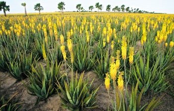 Lyford County Aloe: The Valley's Versatile Crop | Texas Co-op Power
