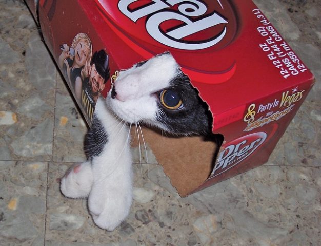 Focus on Texas: Curious Cats