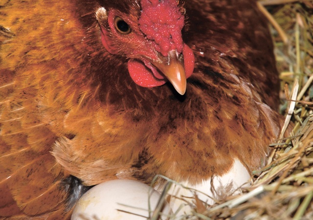 The Chickens and the Eggs