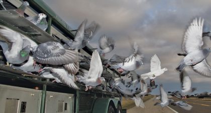 Bird homers off Beeks in avian showdown