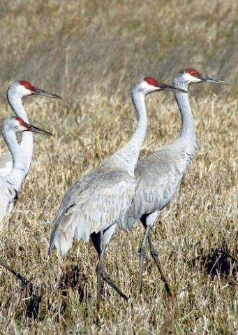 Blessed Are the Watchers