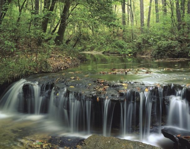 Angelina National Forest