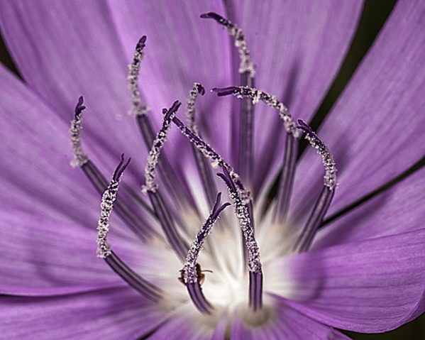 Focus on Texas: Up Close and Personal