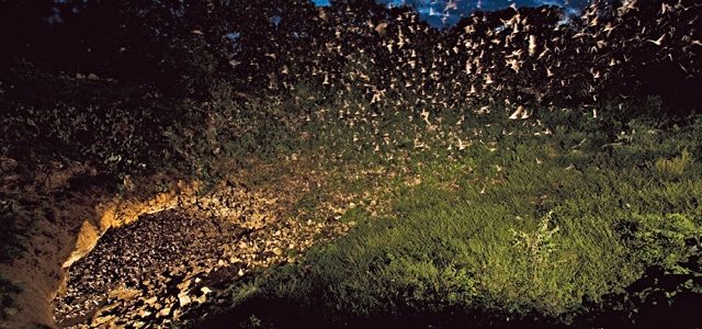 Michael Durham/Minden Pictures/Bat Conservation International