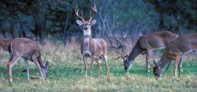 Texas Parks and Wildlife Department
