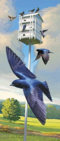 Purple Martin Landlords