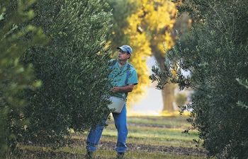 Texas Olive Oil: Pressed for Success | Texas Co-op Power