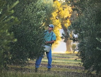 Texas Olive Oil: Pressed for Success