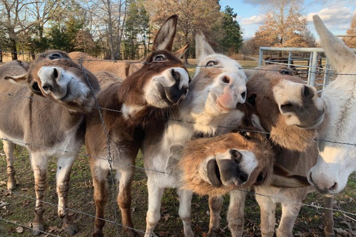 Focus on Texas: Feedin’ Time