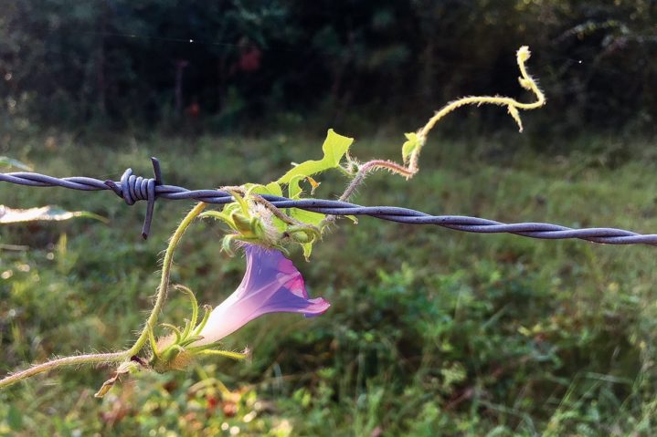 Focus on Texas: Opposites