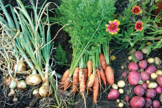 Focus on Texas: Harvest