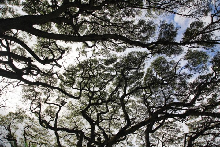 Focus on Texas: Trees