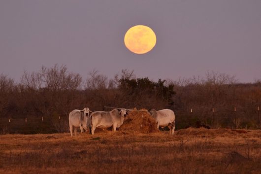 Focus on Texas: By Moonlight