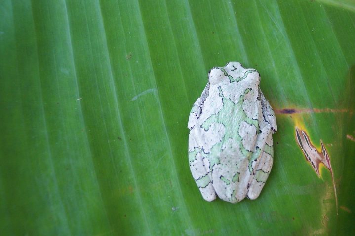 Focus on Texas: Patterns