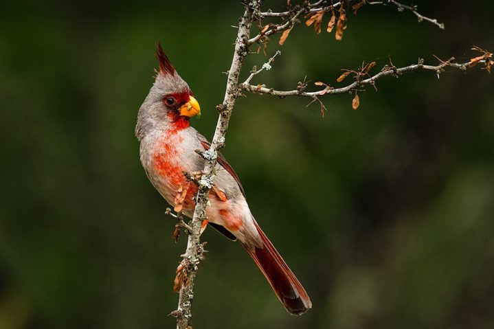 Focus on Texas: Native