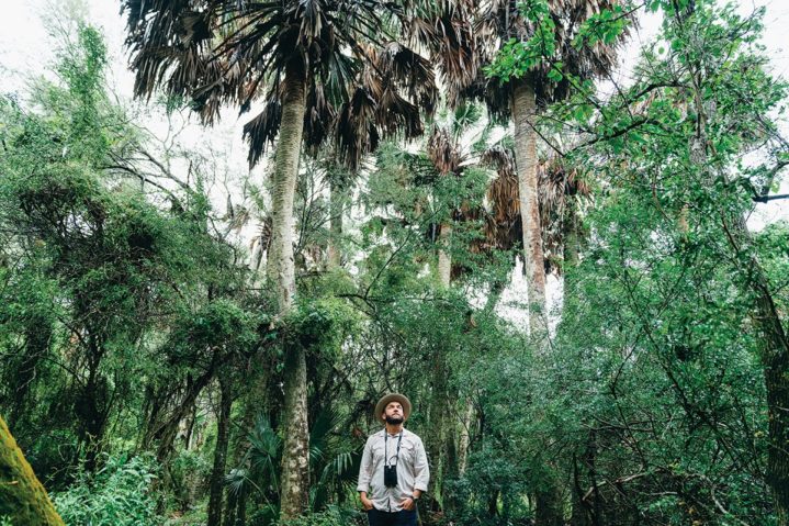 Fronds in High Places