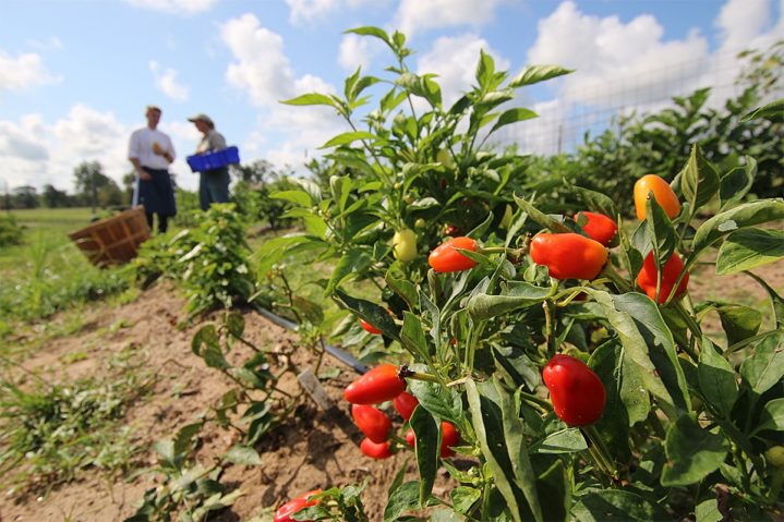 Inn at Dos Brisas: Farm to Tableau