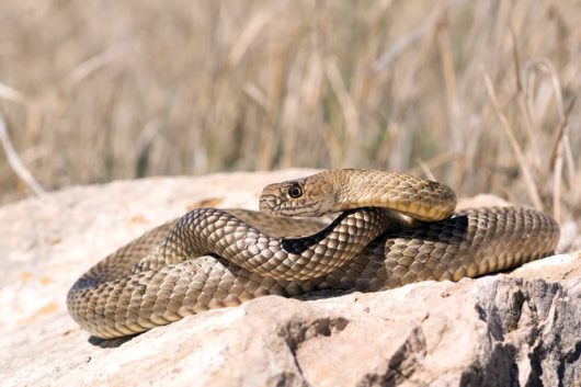 Common Snakes of Texas