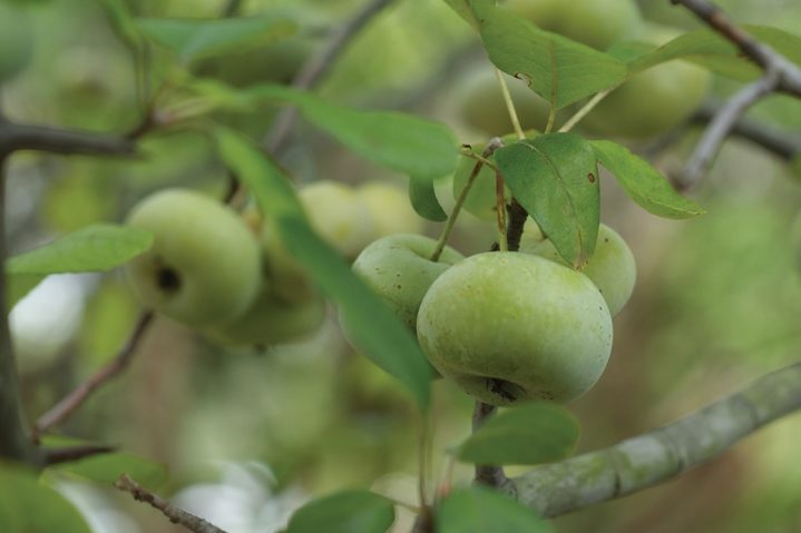 Sweet on Crab Apples