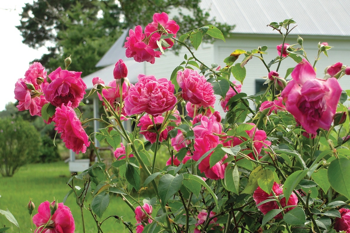 Rose Rust – Wisconsin Horticulture