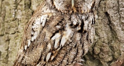 Owl Wisdom | Texas Co-op Power