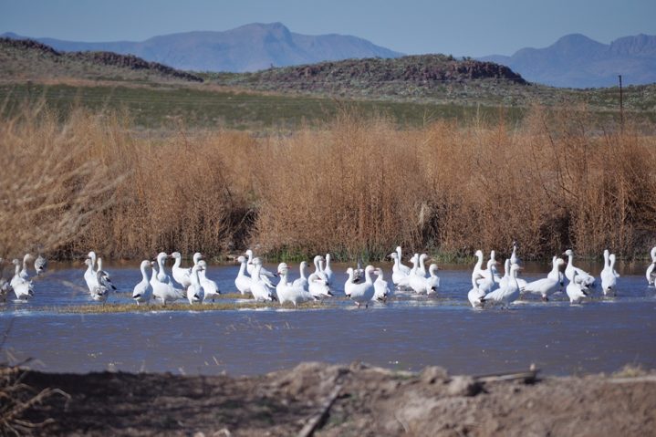 Sandia Springs Wetlands