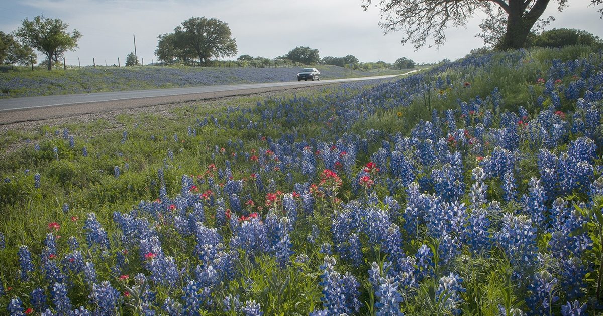 BestBet Drives for Wildflowers Texas Coop Power An Online
