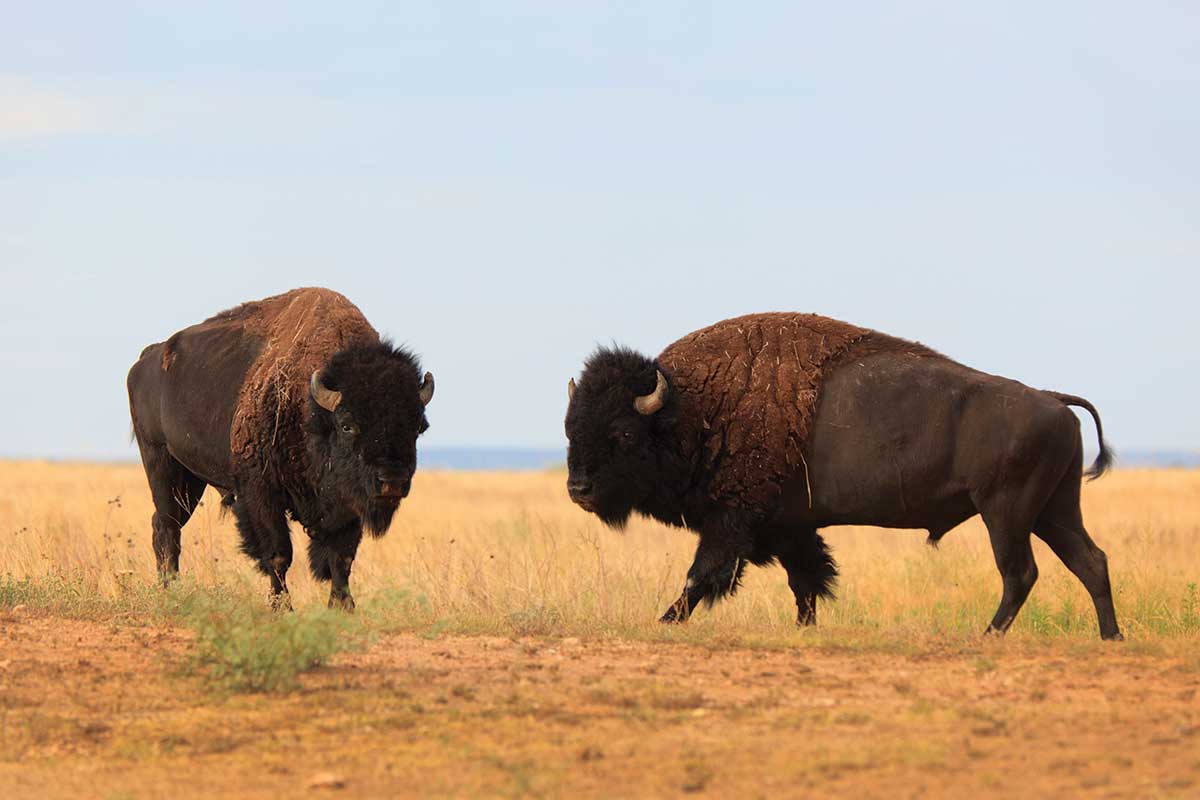 photo of 2 bison on the Texas plains