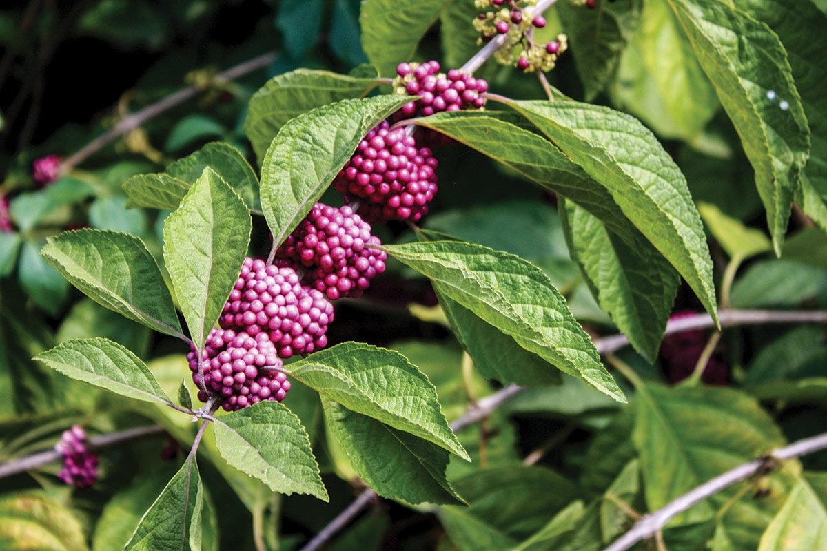 Berry Identification: 5 Berries That You Absolutely Cannot Eat