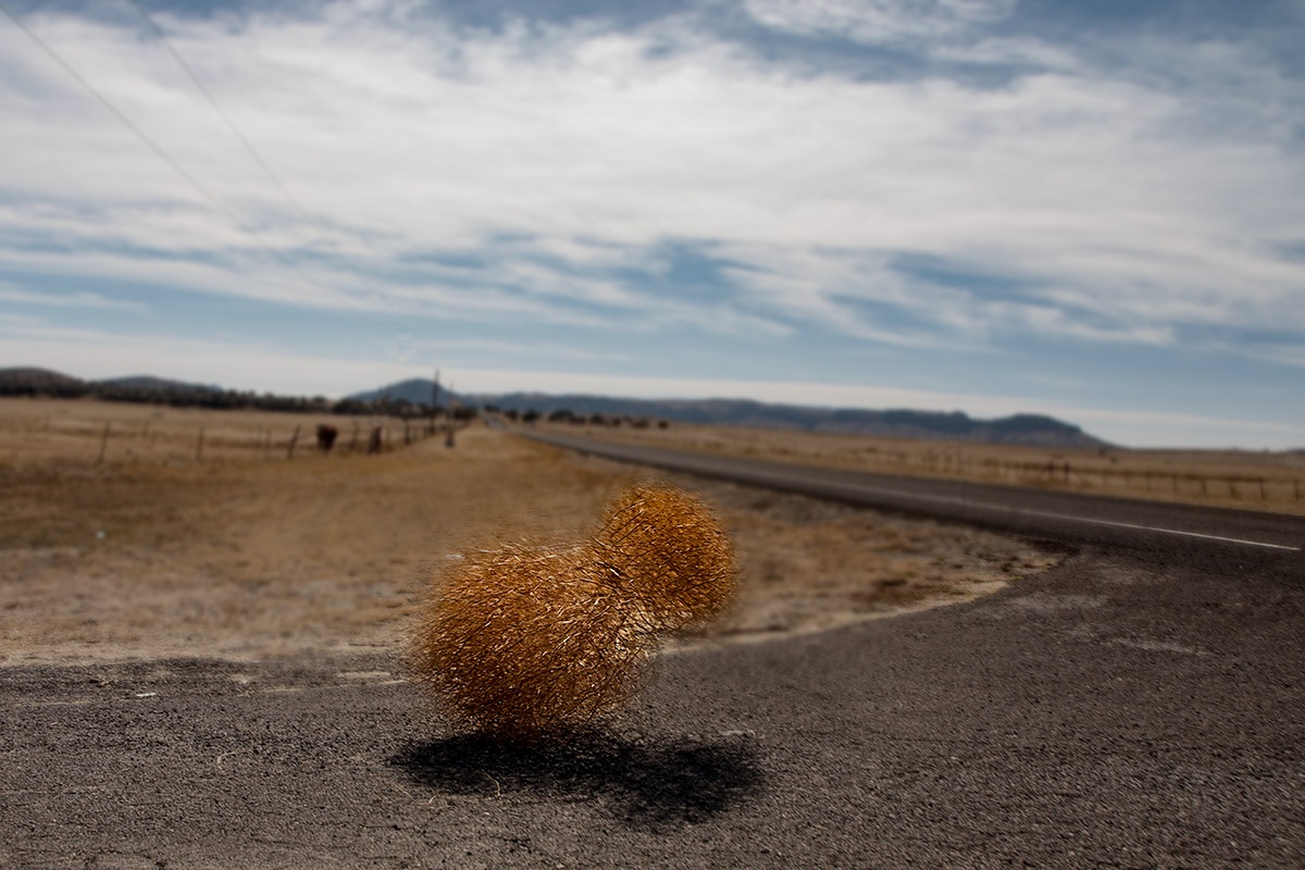 Herbicide-resistant tumbleweed invades High Plains - Texas Farm Bureau