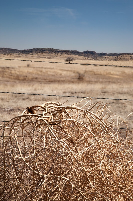 Spin Class: Why Tumbleweeds Are On a Roll in West Texas