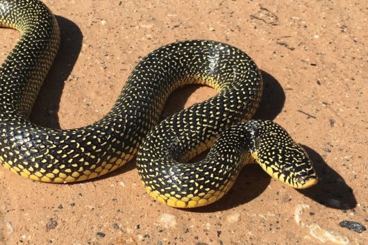Common Snakes of Texas