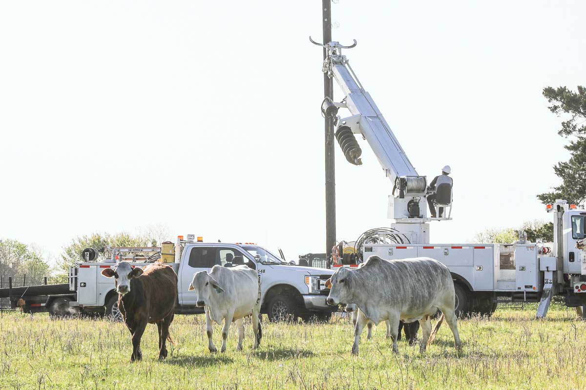 linemen working on pole in a field with cattle