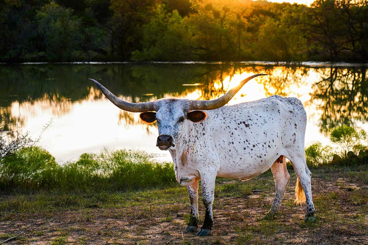 longhorn standing by pond