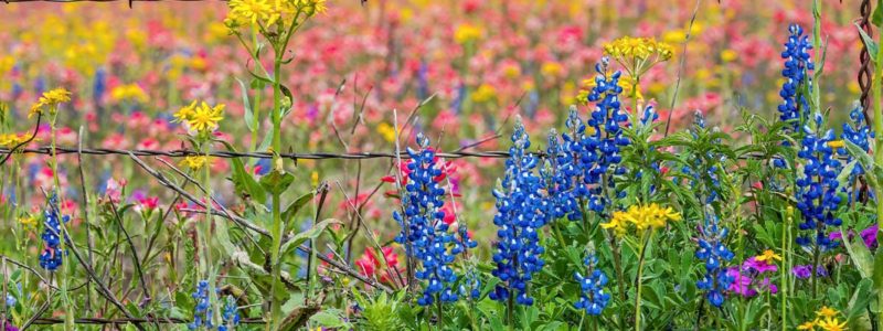 wildflowers and barbed wire fence