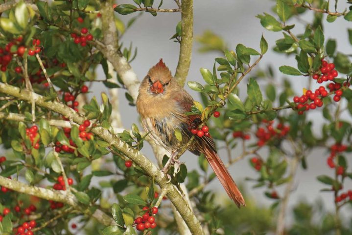 Focus on Texas: <br/>Feathered Friends