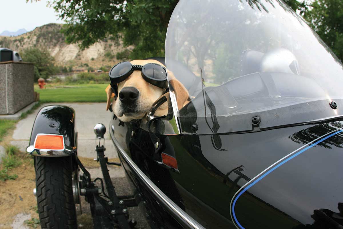 dog with goggles in motorcycle sidecar