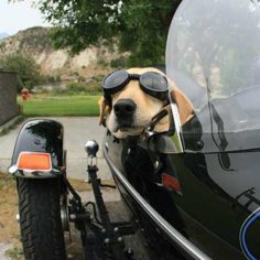 dog with goggles in motorcycle sidecar