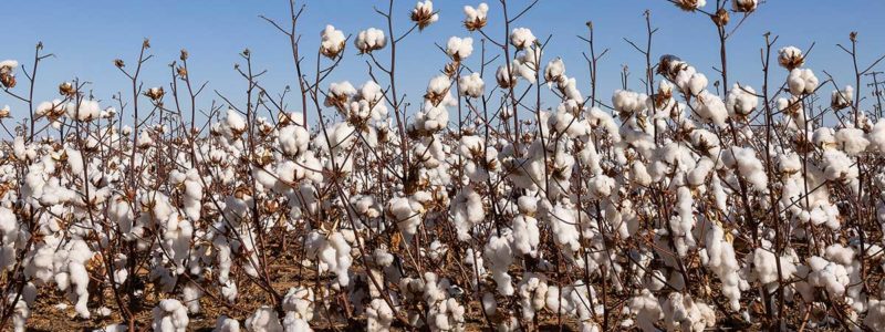 A Texas cotton field near Lubbock.