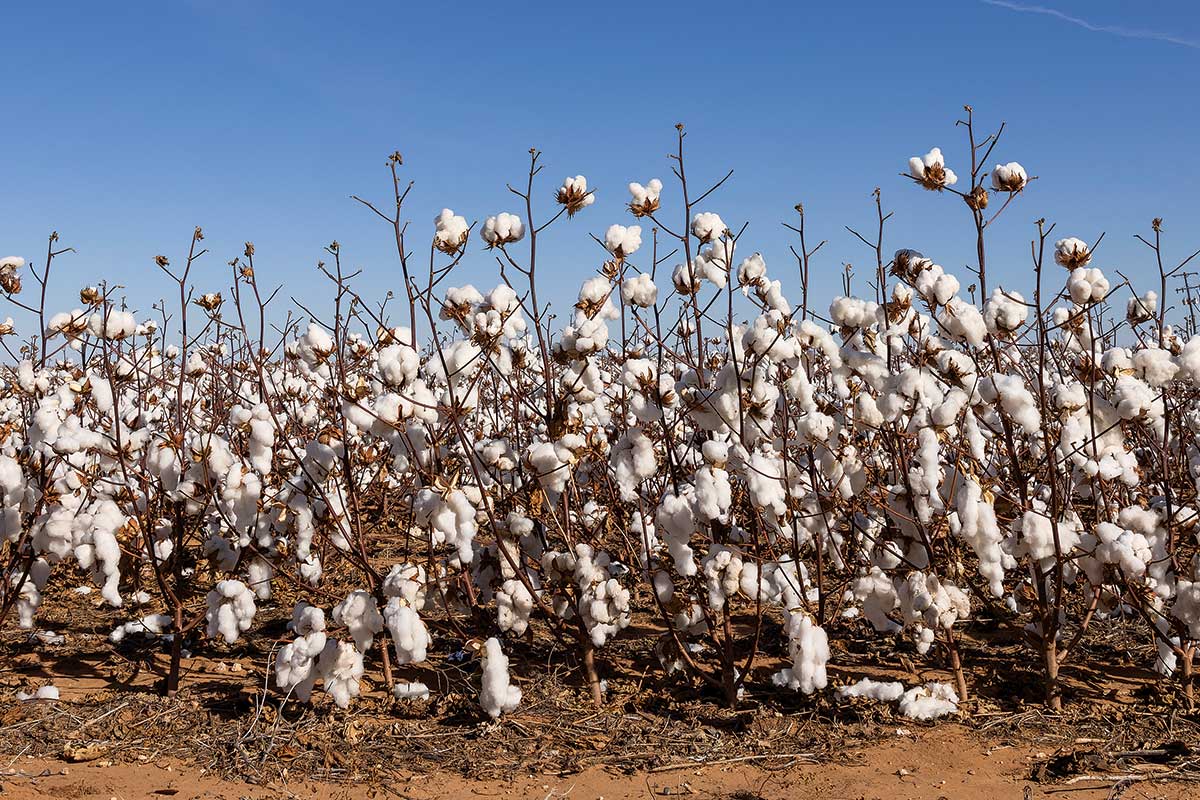 A Texas cotton field near Lubbock.