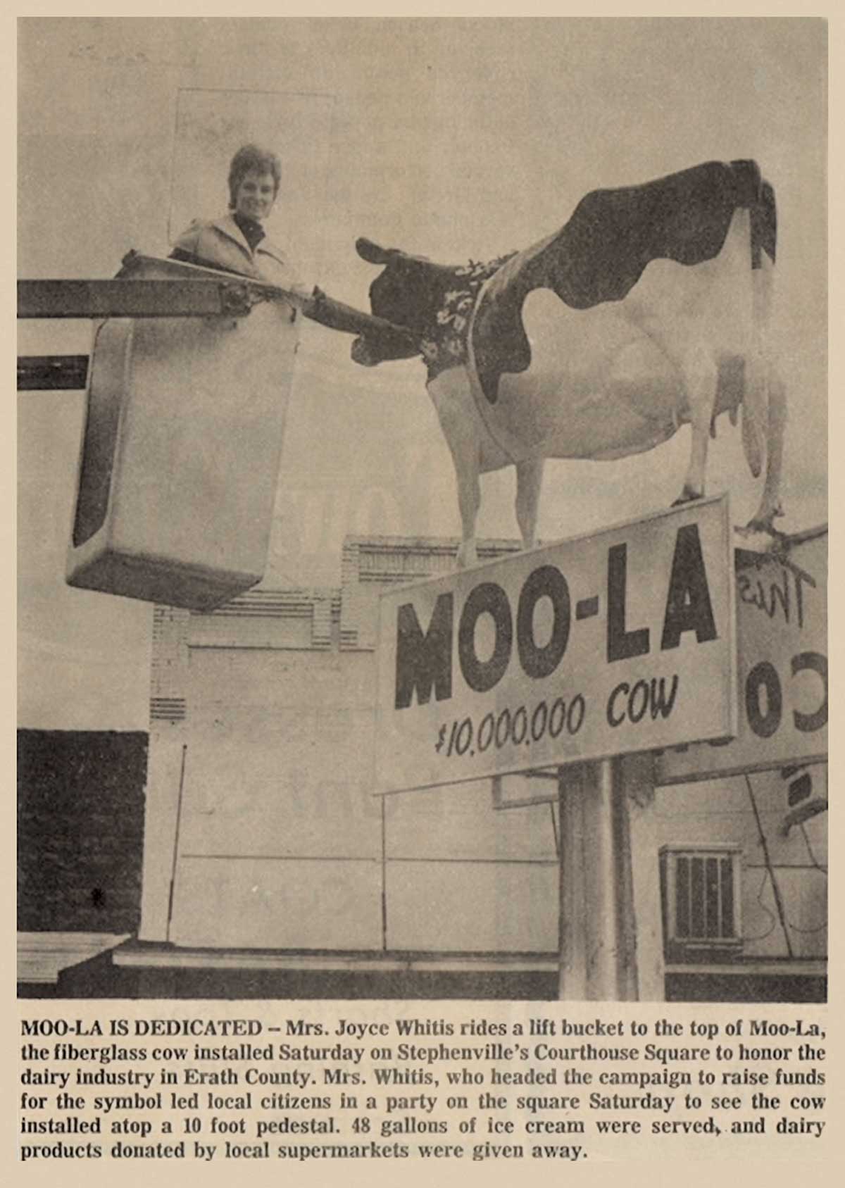 A vintage newspaper clipping featuring the Moo-La sculpture's installation and Mrs. Joyce Whitis
