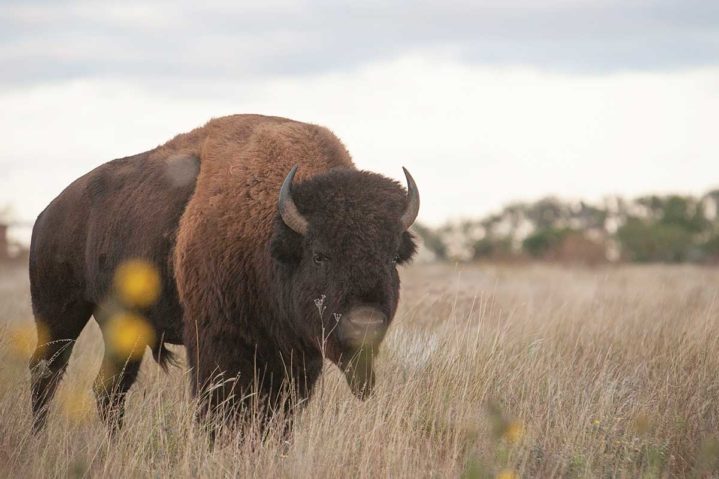 Bison at the Brink
