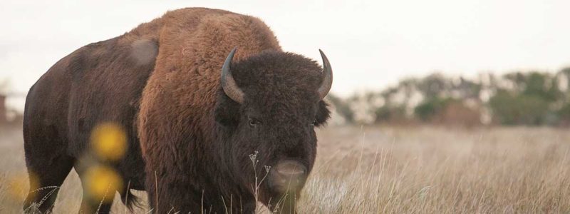 A bison on a grassy plain